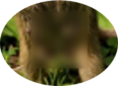A gopher’s gonads