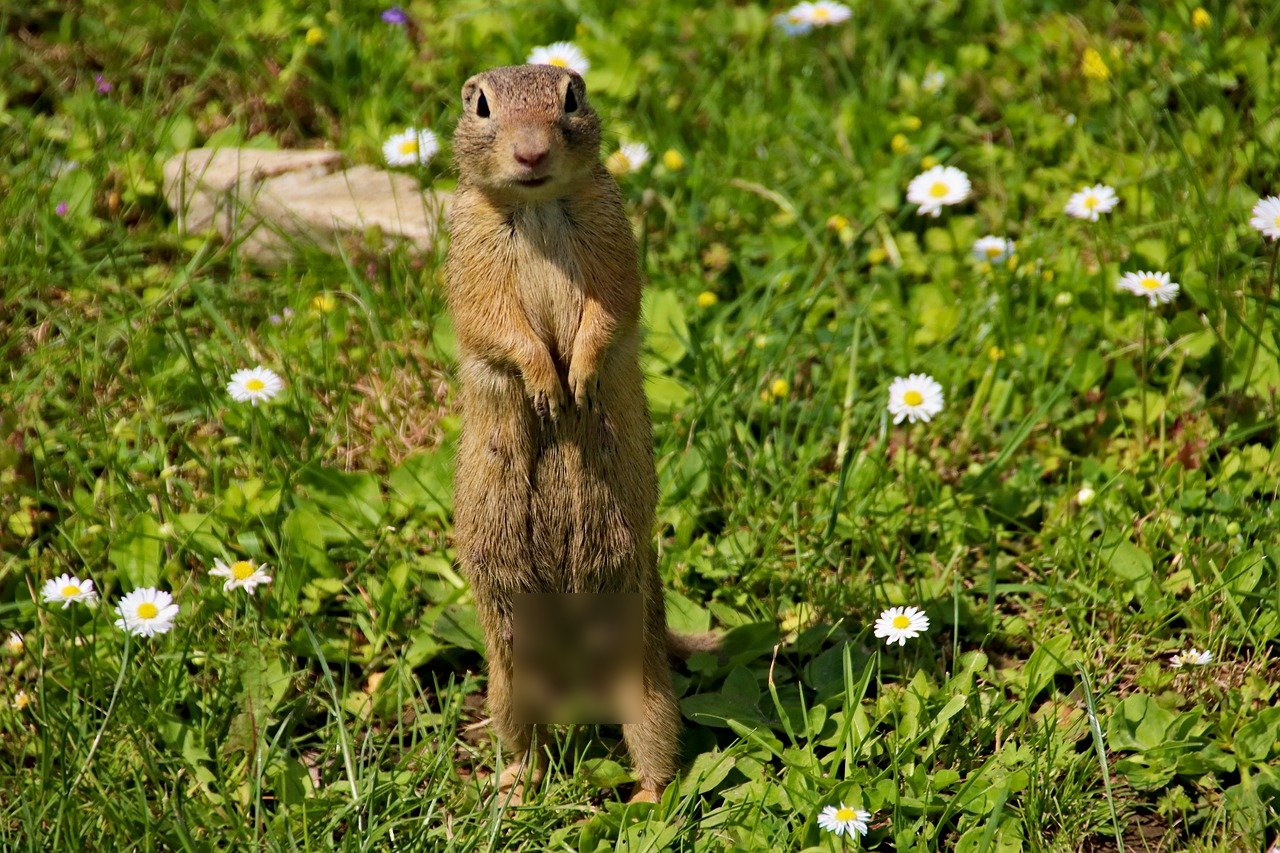 A gopher with blurred gonads