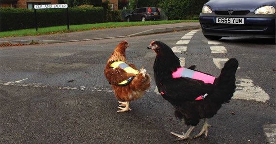 Chickens in high viz crossing the road