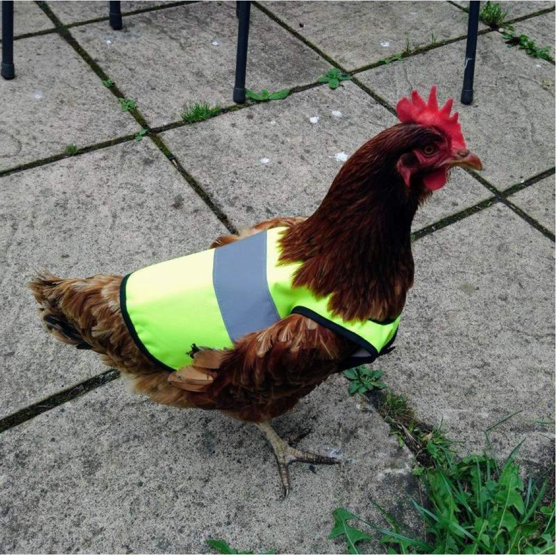 Buy high-vis jackets for your own chickens: https://www.omlet.co.uk/shop/chicken_keeping/high_vis_chicken_jacket/
